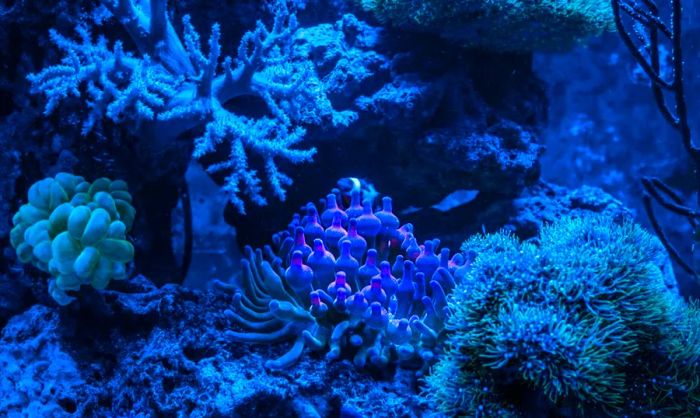 Coral reefs come to life under the stars.