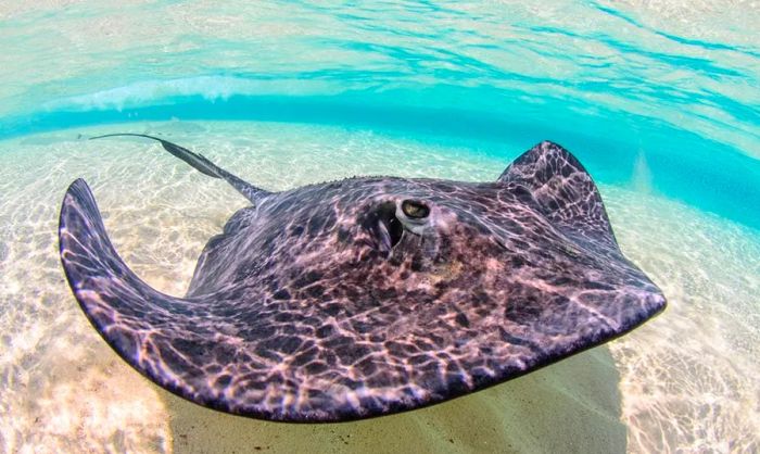 Wildlife of Half Moon Cay