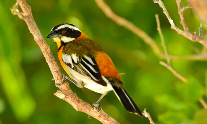 Wildlife of Half Moon Cay