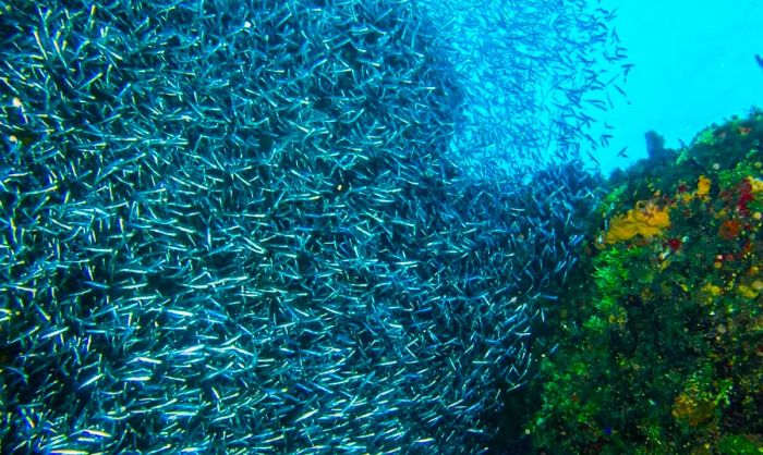 A school of silverfin fish.