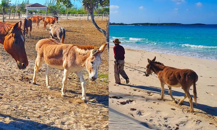 Wildlife of Half Moon Cay