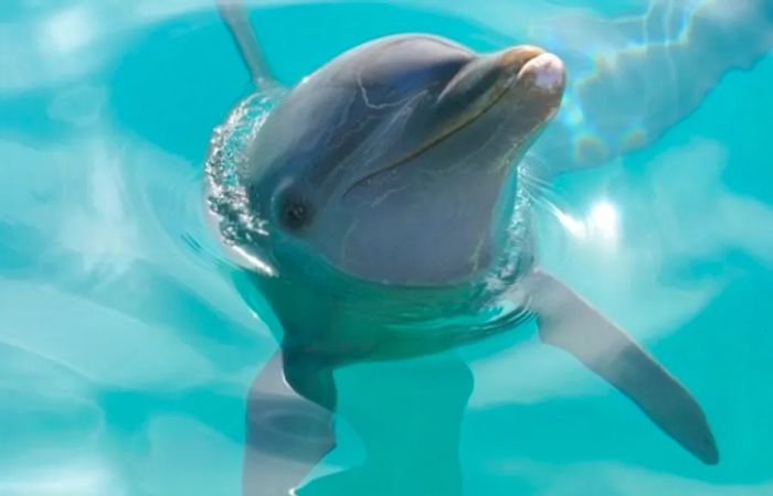 a dolphin surfacing and peeking out of the water