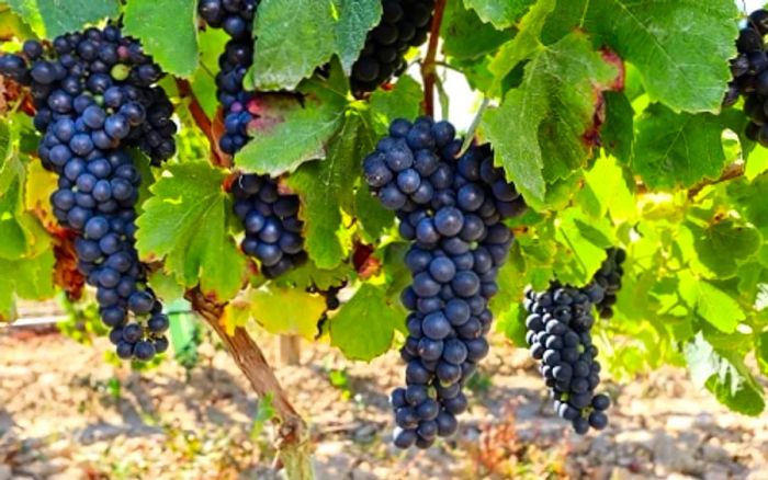 Grapes ripening on the vines in Ponta Delgada