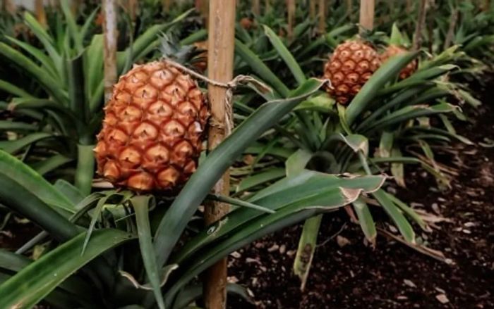 Pineapples growing at a plantation in the Azores Islands, Portugal