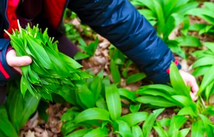 A farmer harvesting fresh wild garlic leaves.