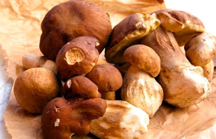 a collection of porcini mushrooms arranged on brown paper