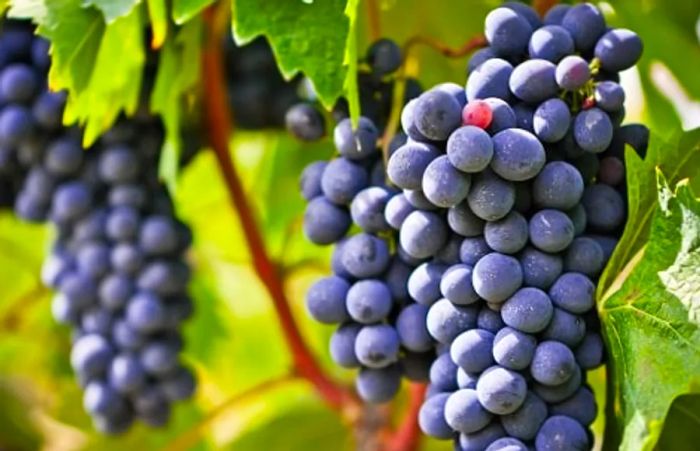 Red grapes growing on a vine in a Tuscan vineyard