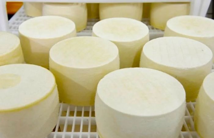 Pag cheese from Dubrovnik aging to perfection