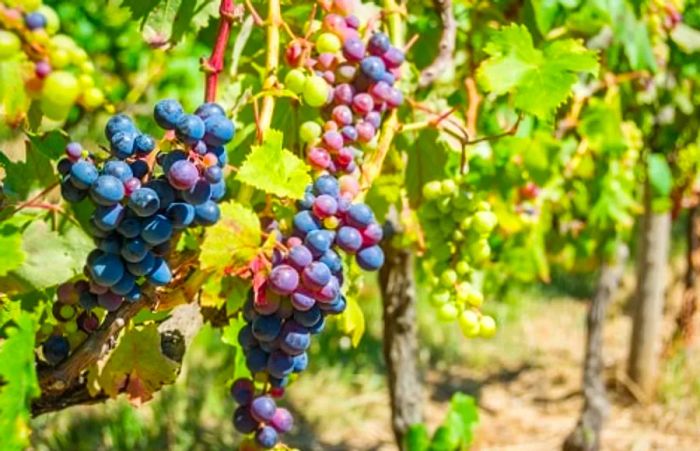 clusters of grapes from a Madeira vineyard