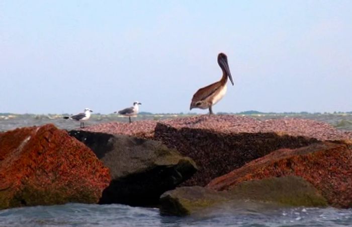 Birds perched on the rocks at a beach in Galveston