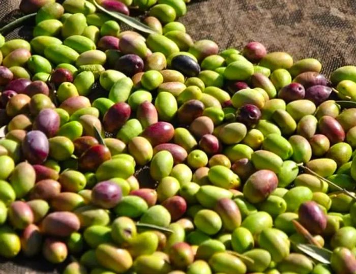 a collection of olives ready to be processed into oil