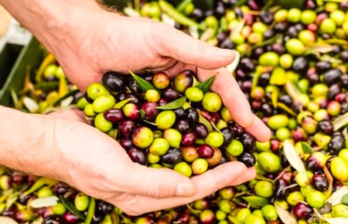 A farmer showcasing a handful of freshly harvested olives