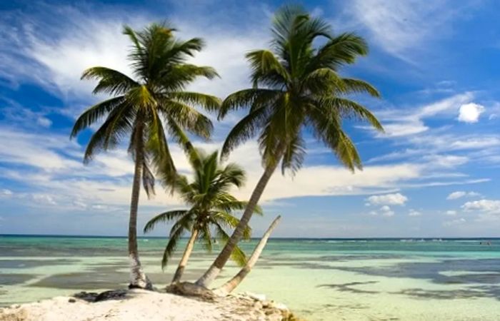 Palm trees lining the beach of Costa Maya