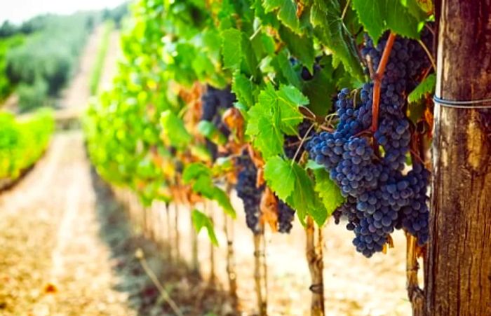 A row of vineyards at a Tuscan winery, Italy