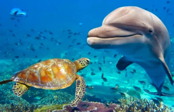 a wild dolphin swimming towards a sea turtle in the Pacific Ocean, near Kona, Hawaii