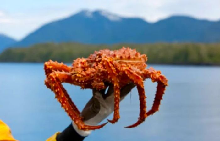 a man showcasing a vibrant orange Alaskan crab on the shores of Ketchikan