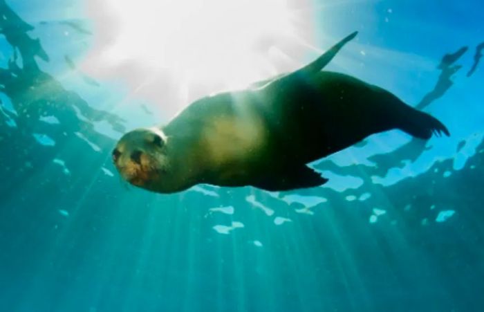 sea lion swimming in the waters of Puerto Vallarta