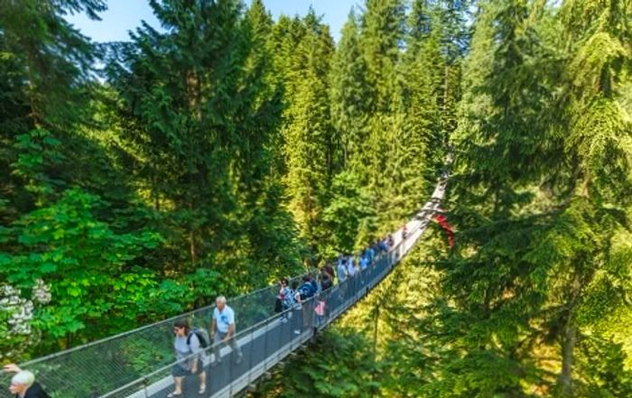 tourist walking across the capilano suspension bridge in vancouver