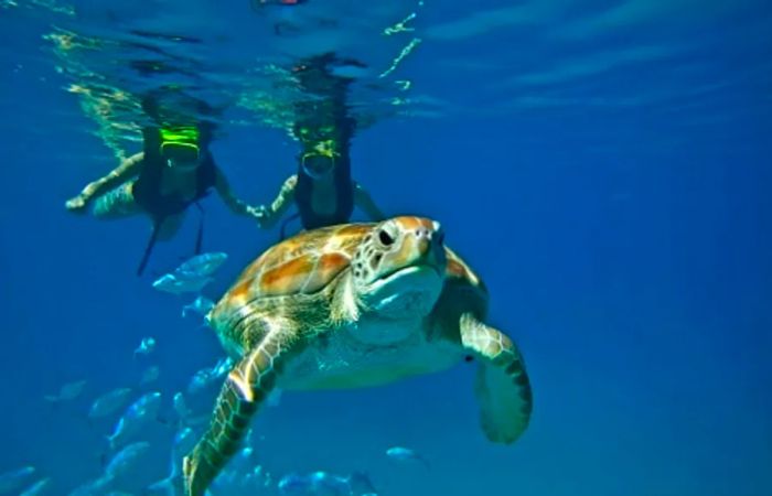 a couple snorkeling while observing a turtle nearby