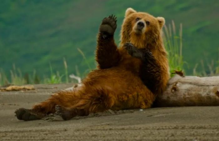 an Alaskan brown bear playfully waving while lounging on a fallen log