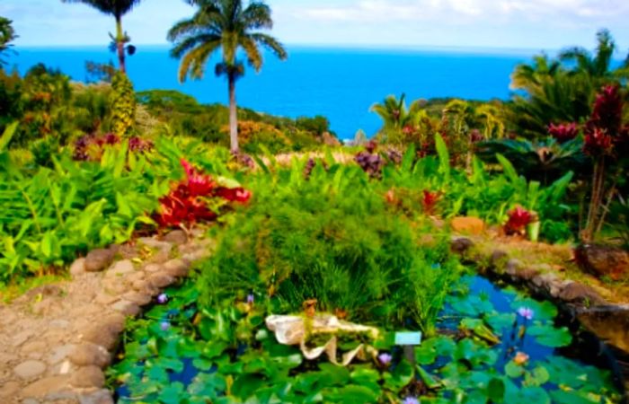 a diverse array of plant life in the botanical garden in Hilo, Hawaii