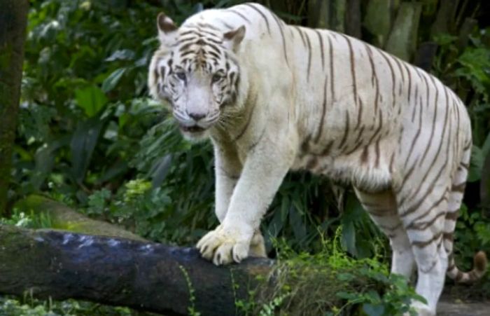 a white tiger exploring its territory at the Pana’Ewa Rainforest Zoo in Hilo