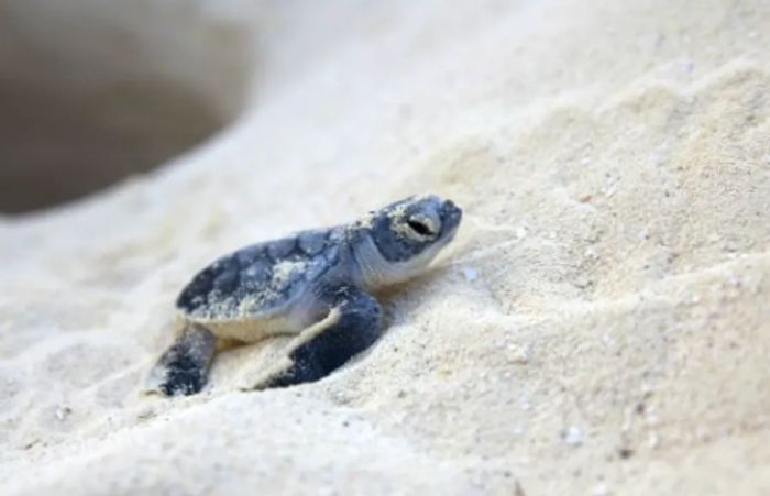 a baby turtle emerging from the sand on a beach in Mazatlan, Mexico