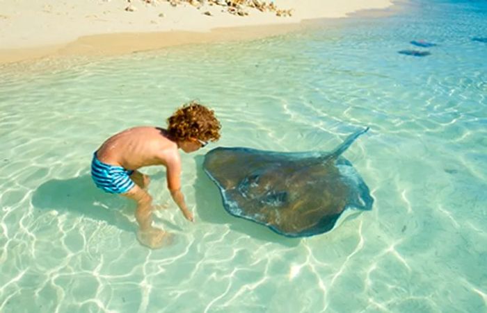 A young boy interacting with a stingray on a beach in Grand Cayman.