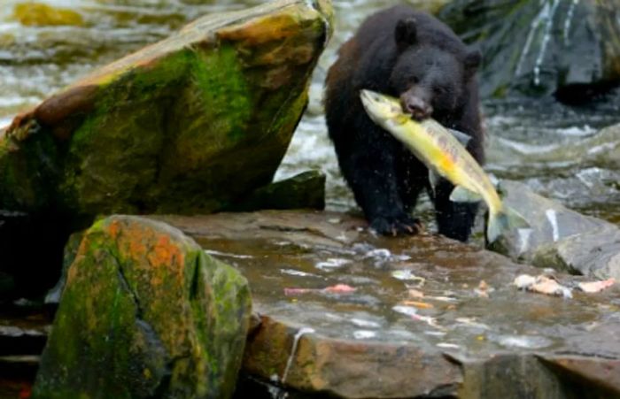 an Alaskan black bear catching a salmon from the water