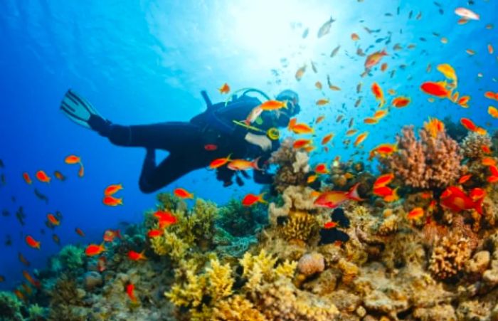 A diver surrounded by a vibrant array of marine life in the Meso-American Barrier Reef.