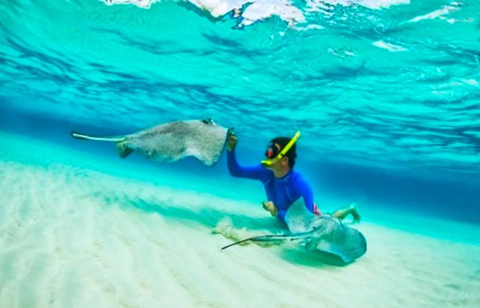 a man snorkeling alongside stingrays in Half Moon Cay