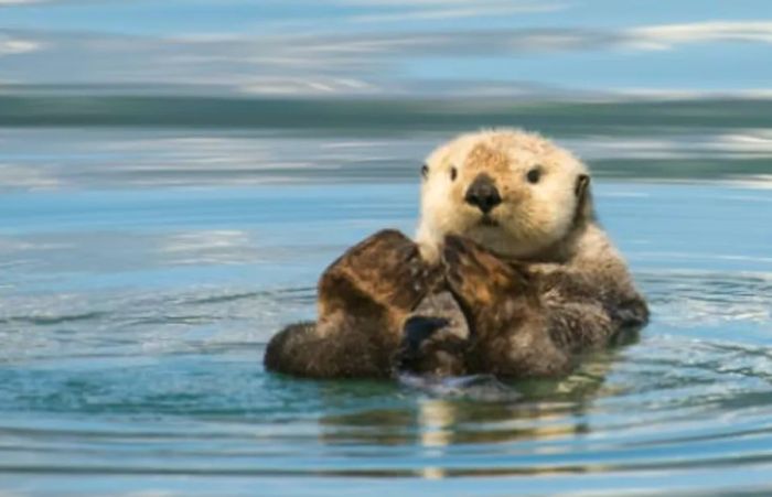 sea otter lying on its back near the shores of Sitka, Alaska