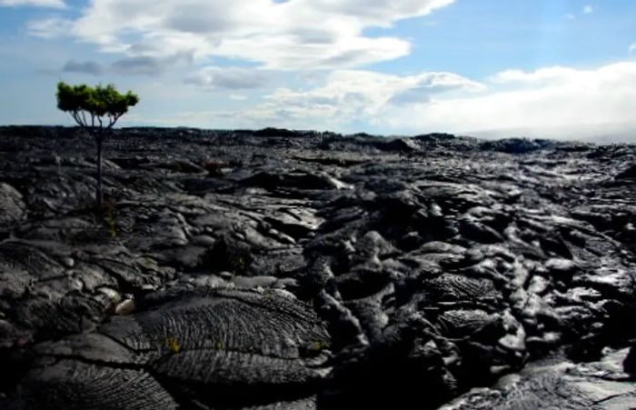 Hardened lava on the Big Island of Hawaii, with a small tree thriving in the background