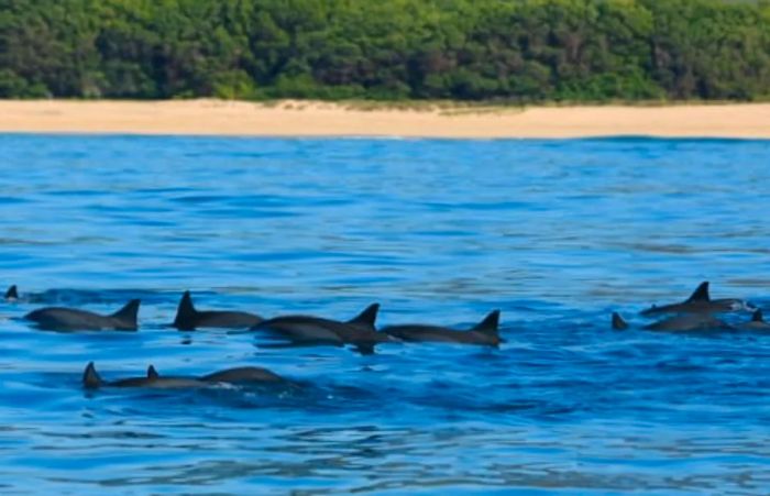 Wild dolphins frolicking off the coast of Hawaii