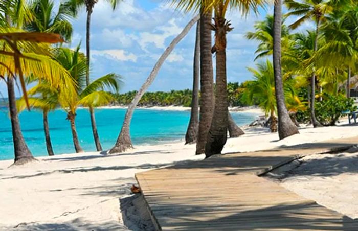 wooden walkway lined with palm trees along Catalina Island beach