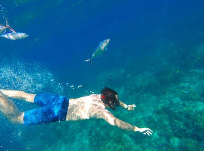 a man snorkeling alongside colorful fish along the Dominican coastline