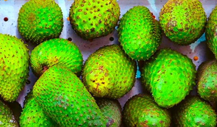 a collection of spiky green fruits known as soursop from Tortola