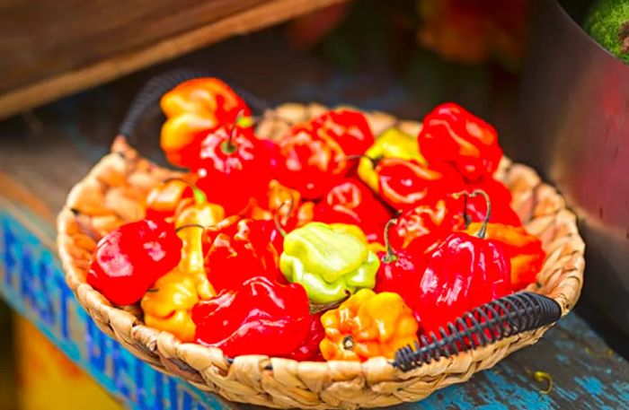 red, green, and yellow Jamaican Scotch Bonnet peppers