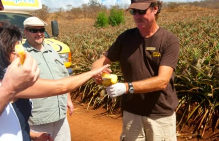 A guide slicing a fresh pineapple from the plantation and offering it to tourists