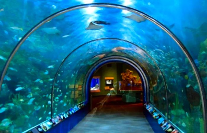 A glass corridor in the Maui Ocean Center allows tourists to observe underwater creatures up close