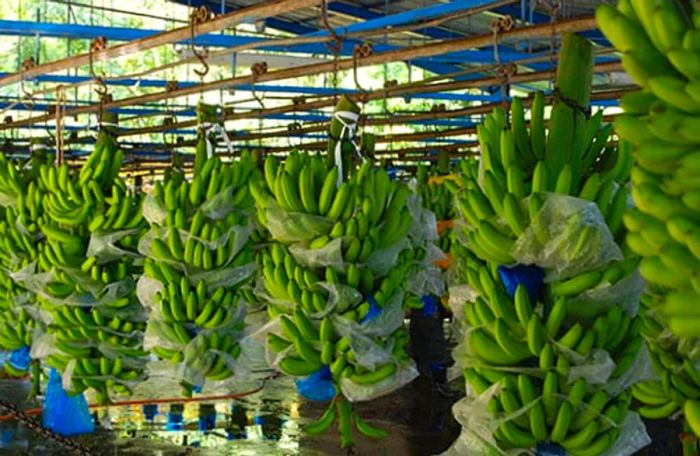 rows of bananas hanging in a Limon banana plantation