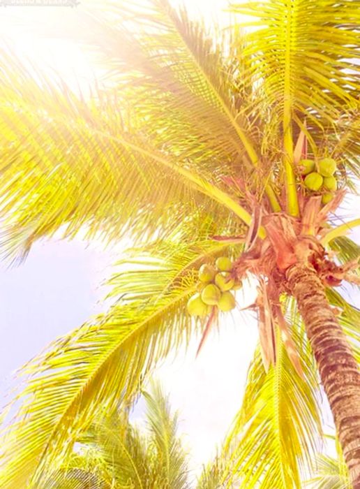 A detailed view of a palm tree