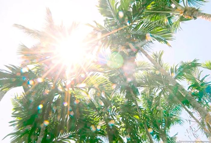 A shot from below capturing a cluster of palm trees