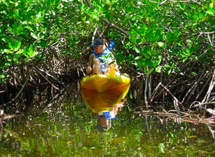 woman kayaking amidst the mangrove forest in Grand Cayman