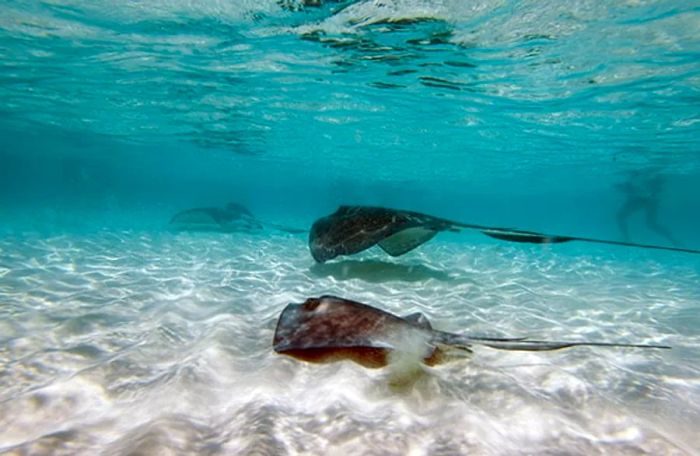 stingrays swimming at Stingray City Sandbar in Grand Cayman