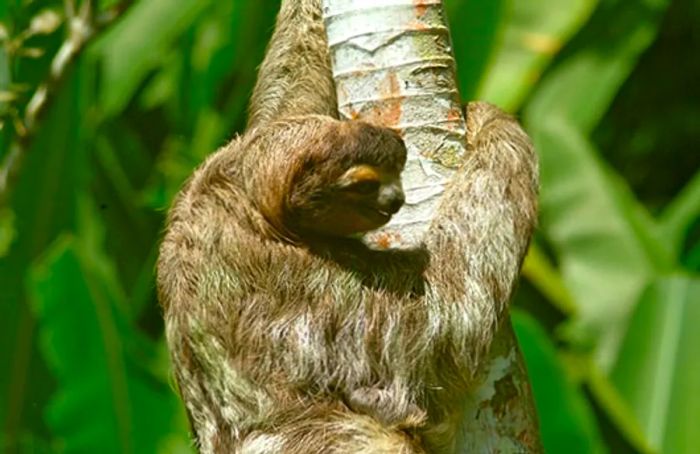 sloth ascending a tree at the Aviarios del Caribe Sloth Sanctuary