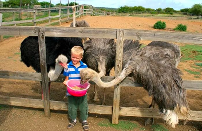 boy feeding three ostriches at an ostrich farm