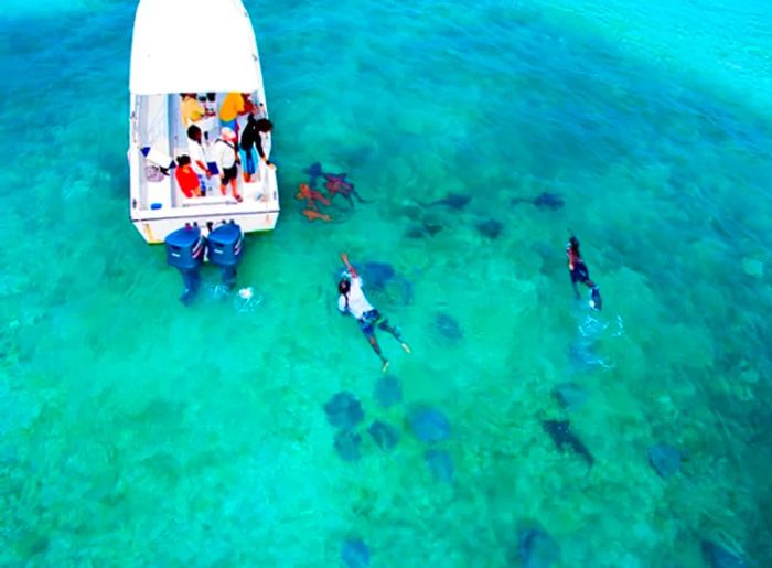 two individuals swimming with stingrays and sharks, while others observe from a boat