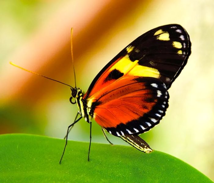 a stunning orange and black butterfly fluttering in Aruba's butterfly garden