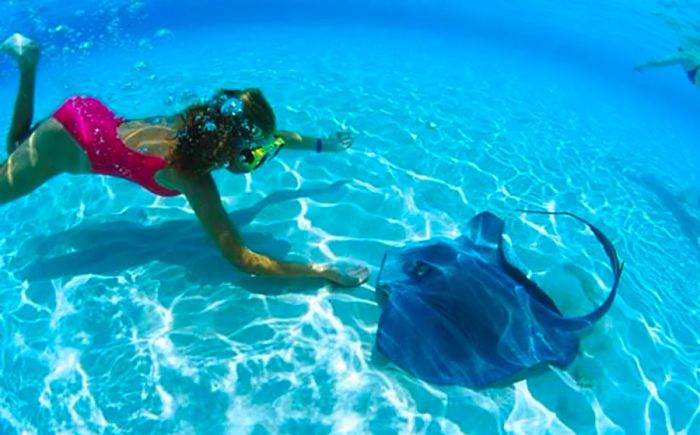 a woman swimming alongside a stingray in Grand Cayman